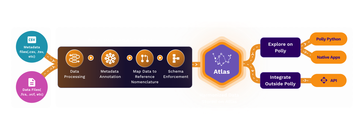 Elucidata gallery image