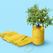 This Week in Sustainability gallery image