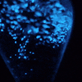BioGlo