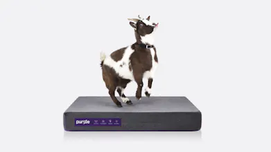 Purple Pet Bed gallery image
