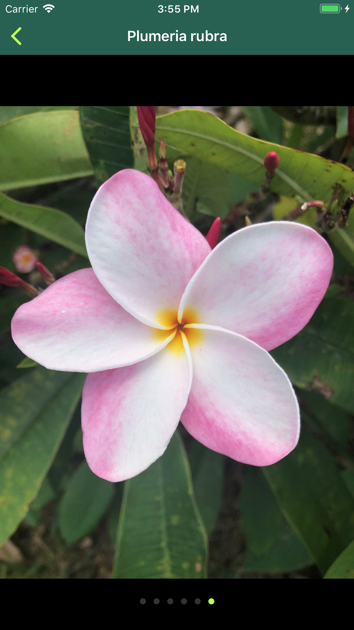 Sprouted gallery image