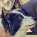 PawsLikeMe