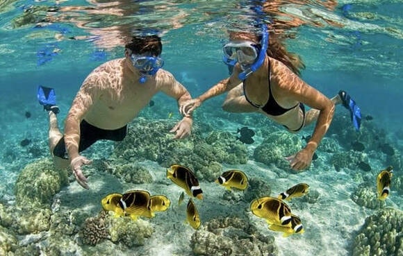 Snorkeling with turtles Waikiki