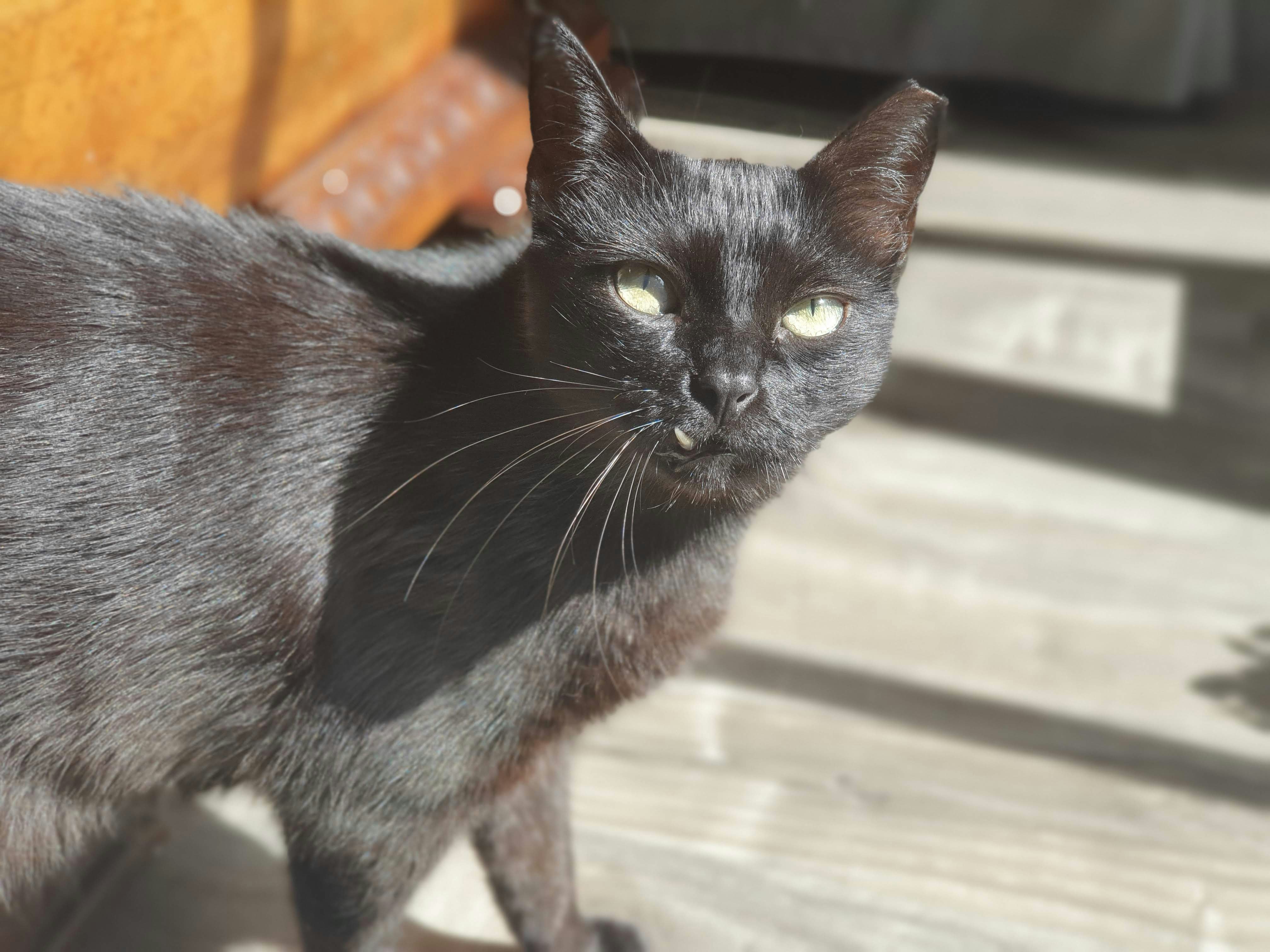 HAVEN — AI for Animal Shelters gallery image