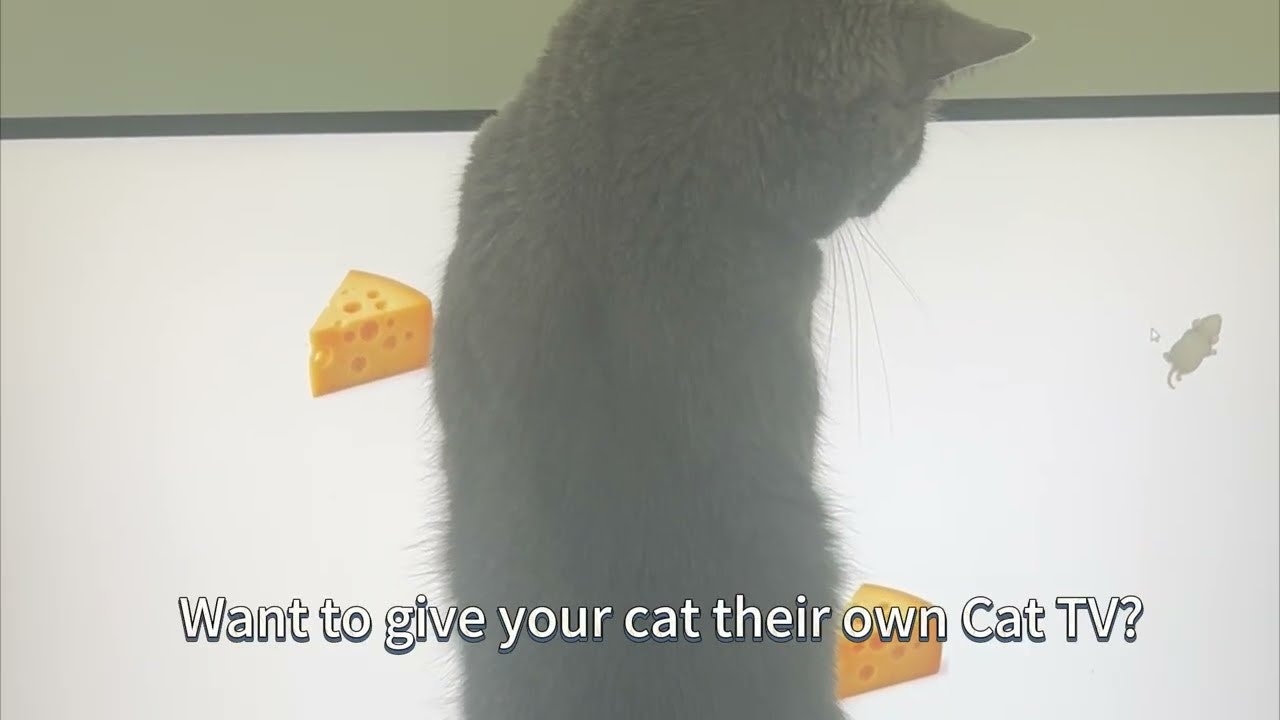Cat TV gallery image