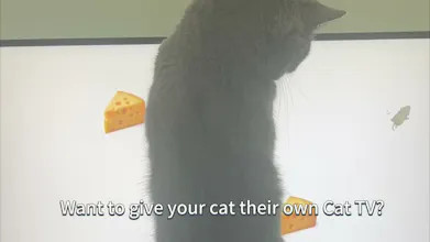 Cat TV gallery image