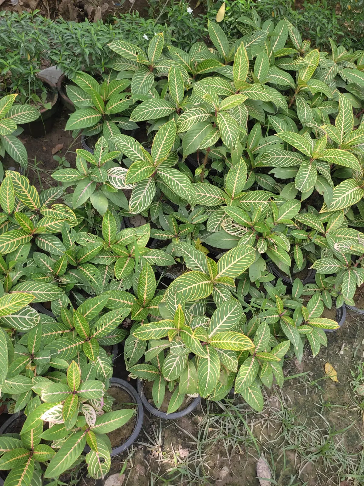 faizannursery gallery image