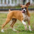 How old is that dog?