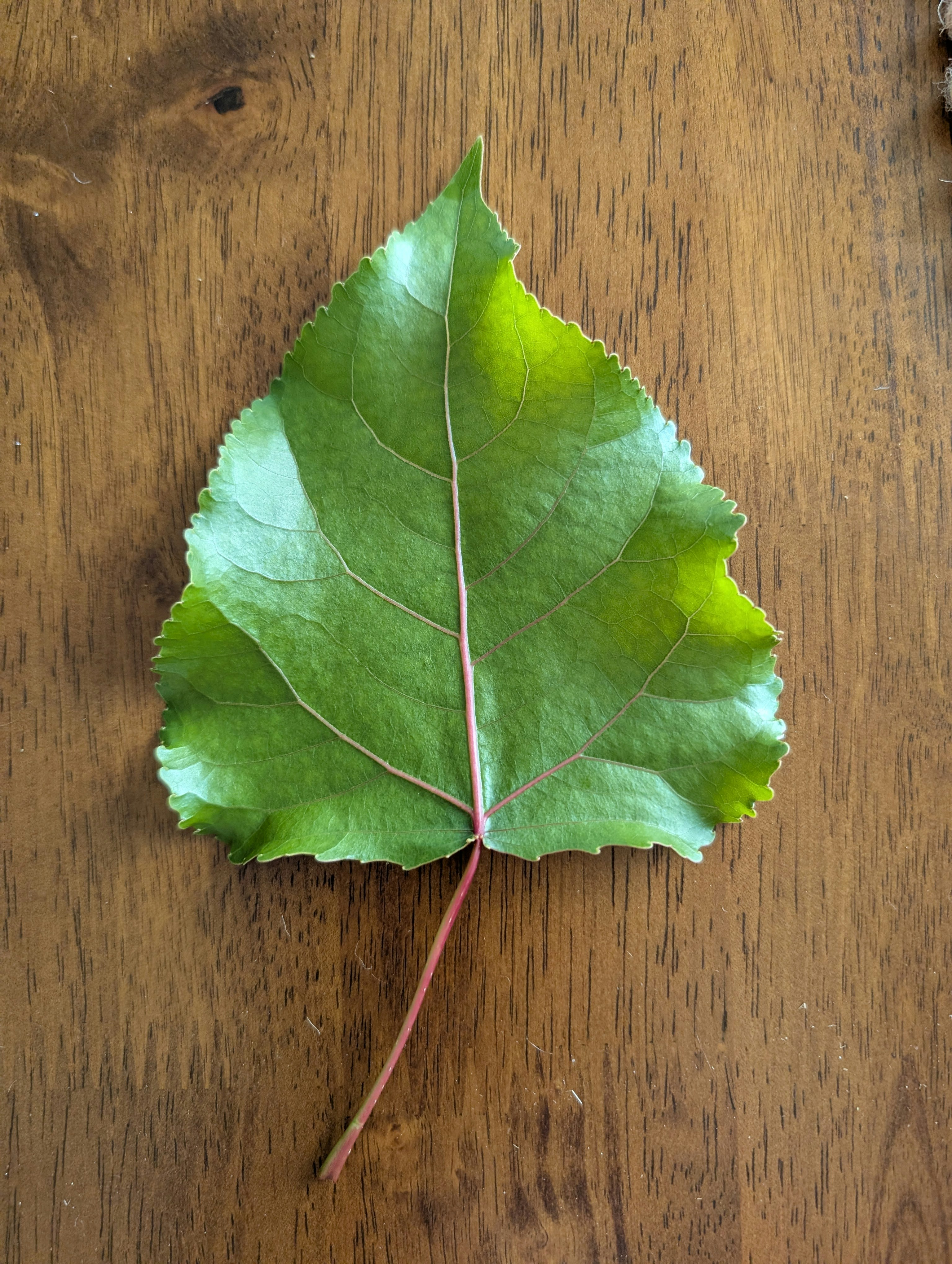 Name This Plant logo