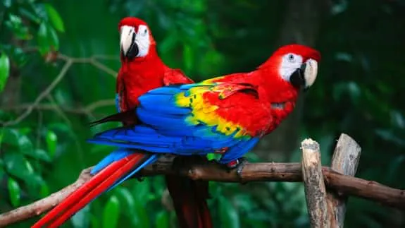 African Grey Parrot for Sale