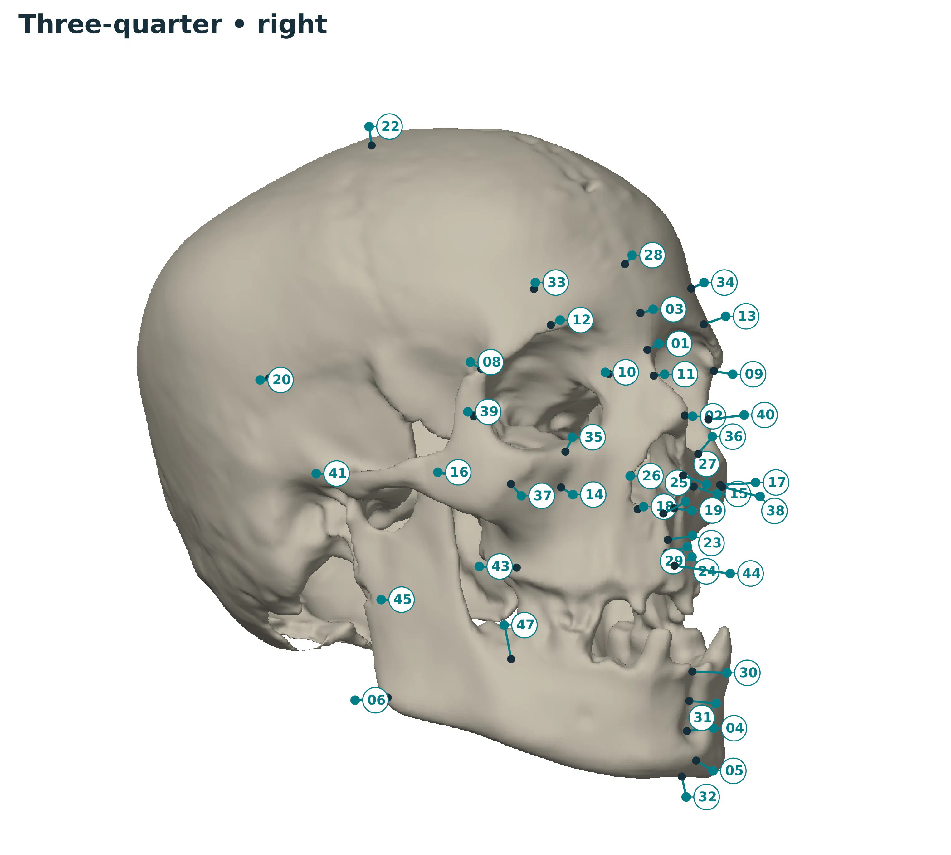 GNM Craniofacial Approximation gallery image