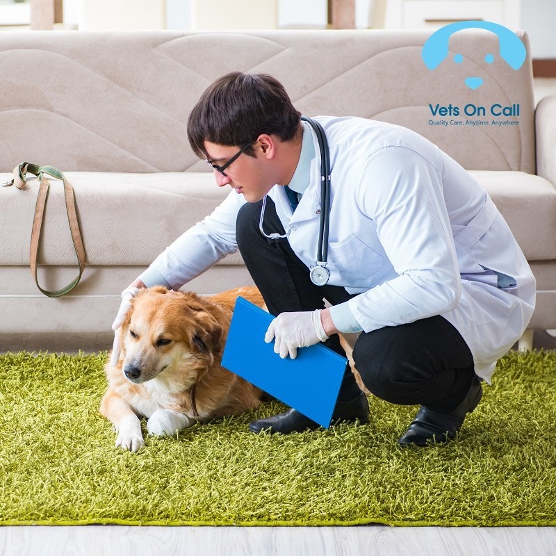 Vets on Call gallery image