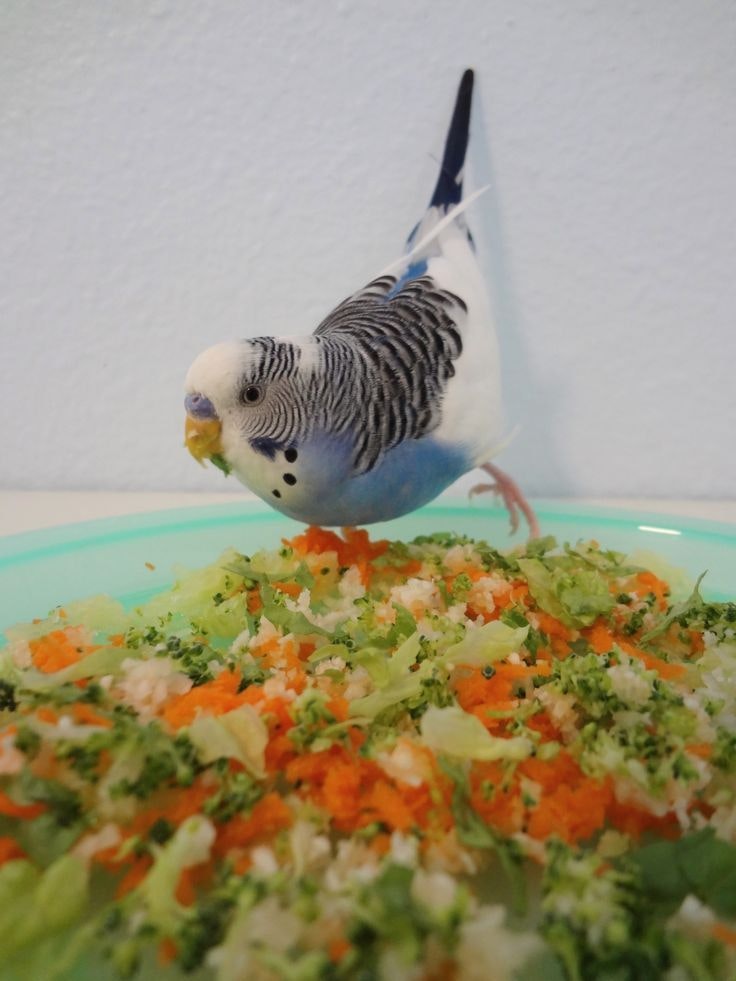 Best Parakeet Foods gallery image