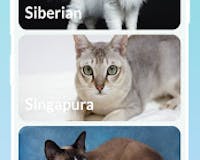 Cats Encyclopedia - Domestic Cats media 2