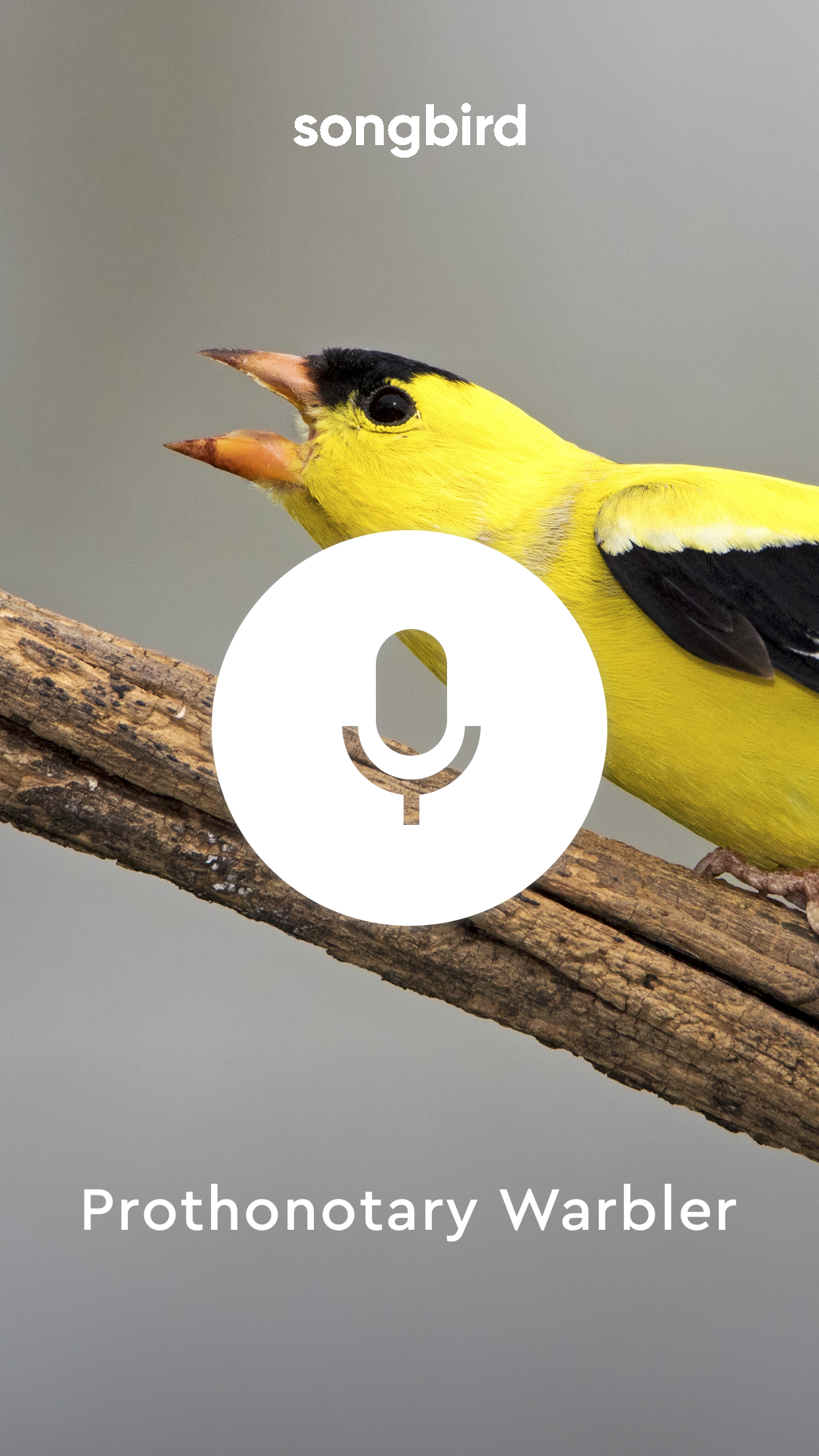 Songbird gallery image