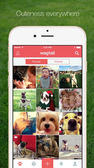 Wagtail gallery image