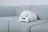 Varram Pet Robot