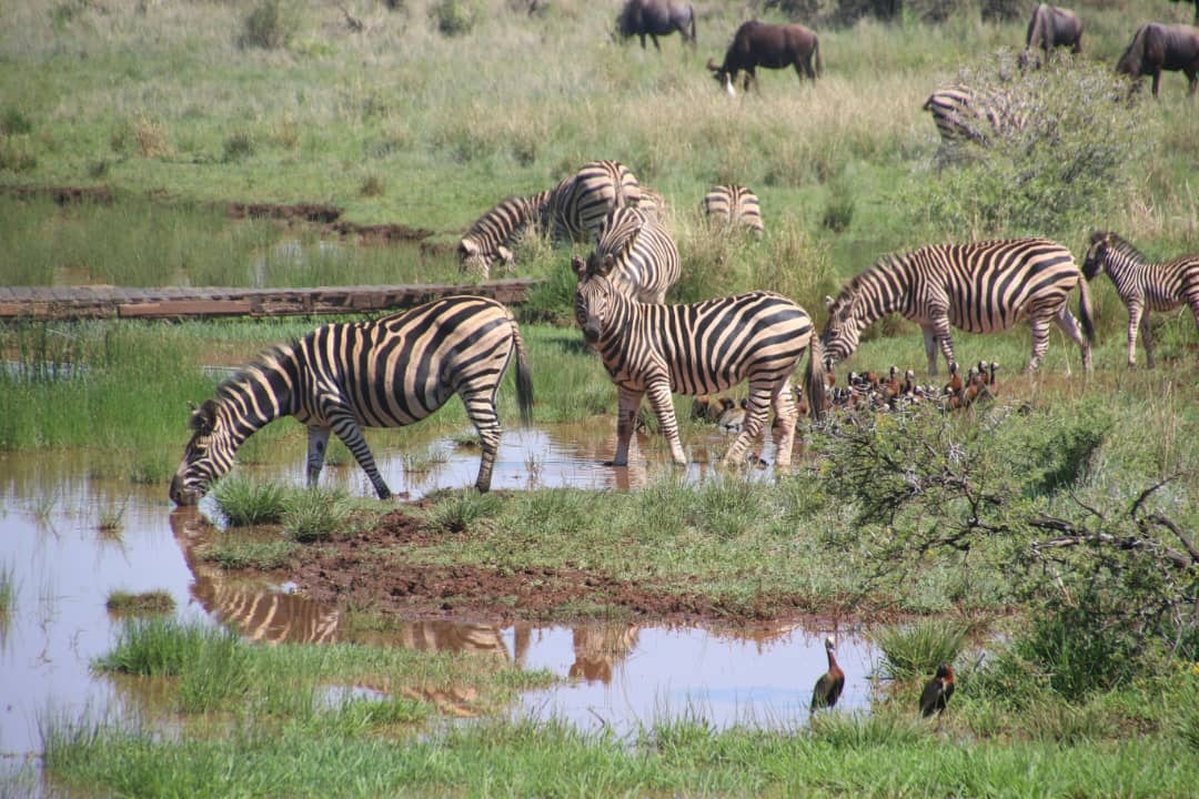 Africantrust Safari gallery image