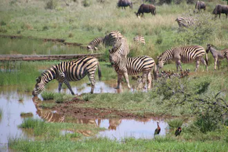 Africantrust Safari gallery image