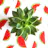 Succulent Surprise