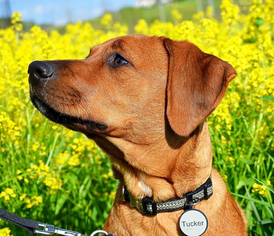 SiliDog gallery image