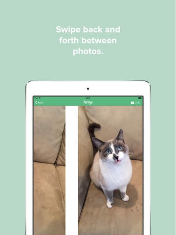 Purrge gallery image