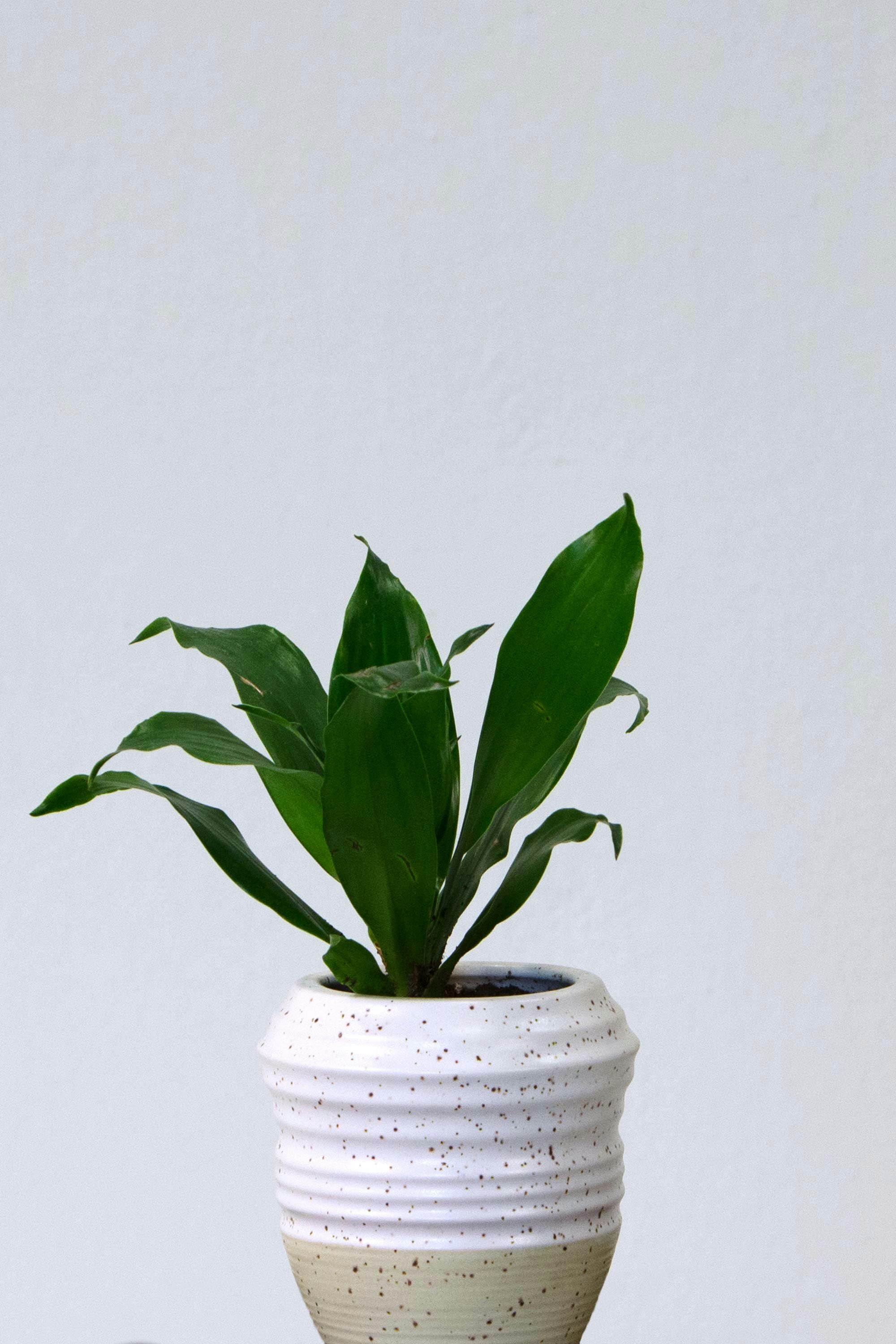 Slightly Browning Fake Plants gallery image