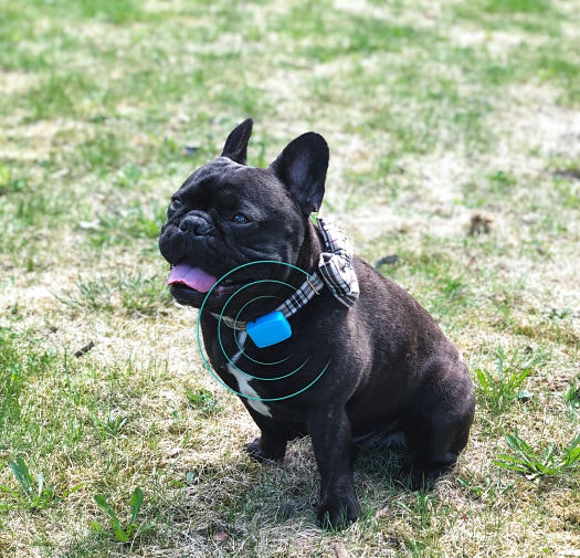 Tail it: Global GPS tracker gallery image