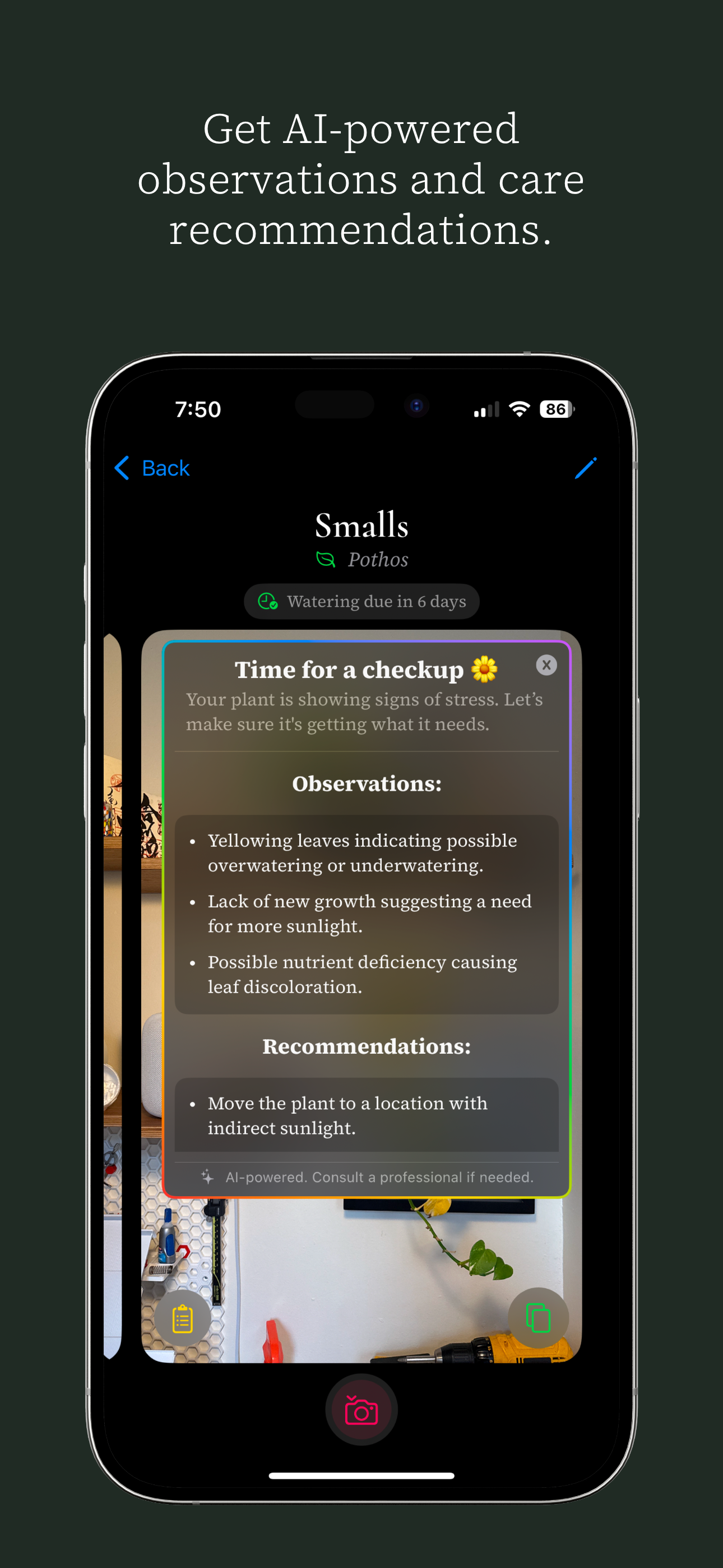 Ginkgo media 5