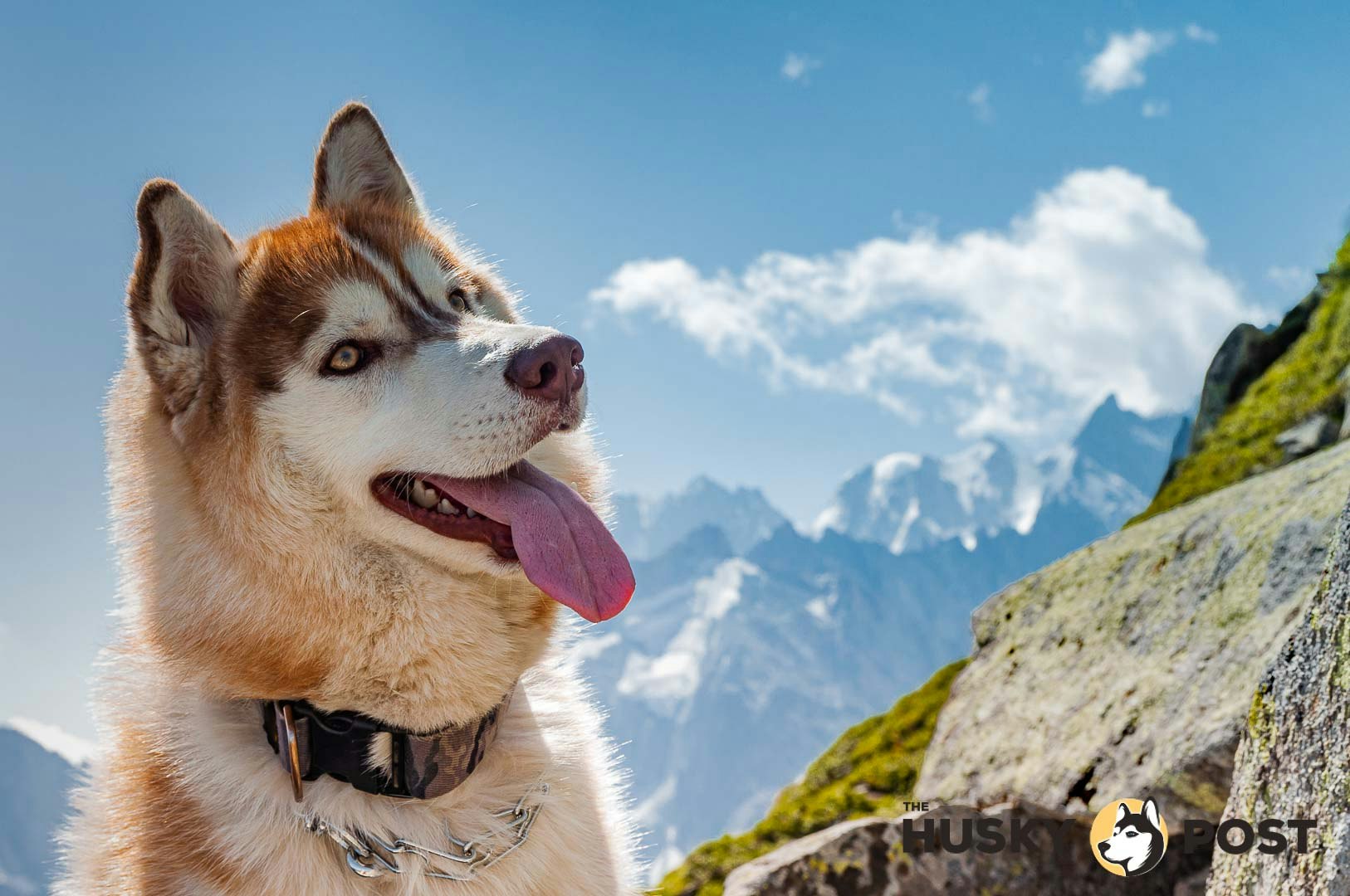 The Husky Post gallery image