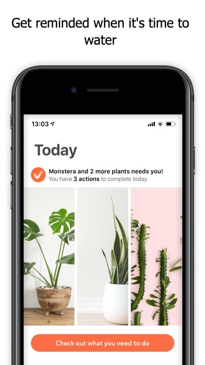 Planta gallery image