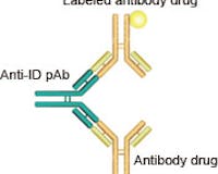 Anti-Idiotypic Antibody Services media 3