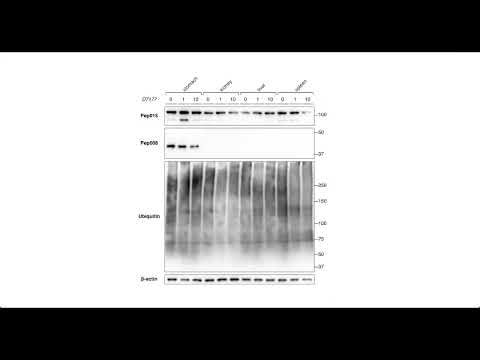 Sciugo gallery image