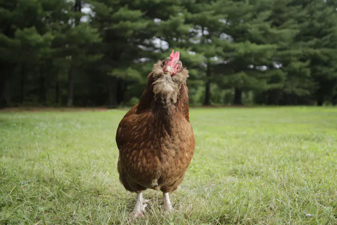 Chicken Photos gallery image