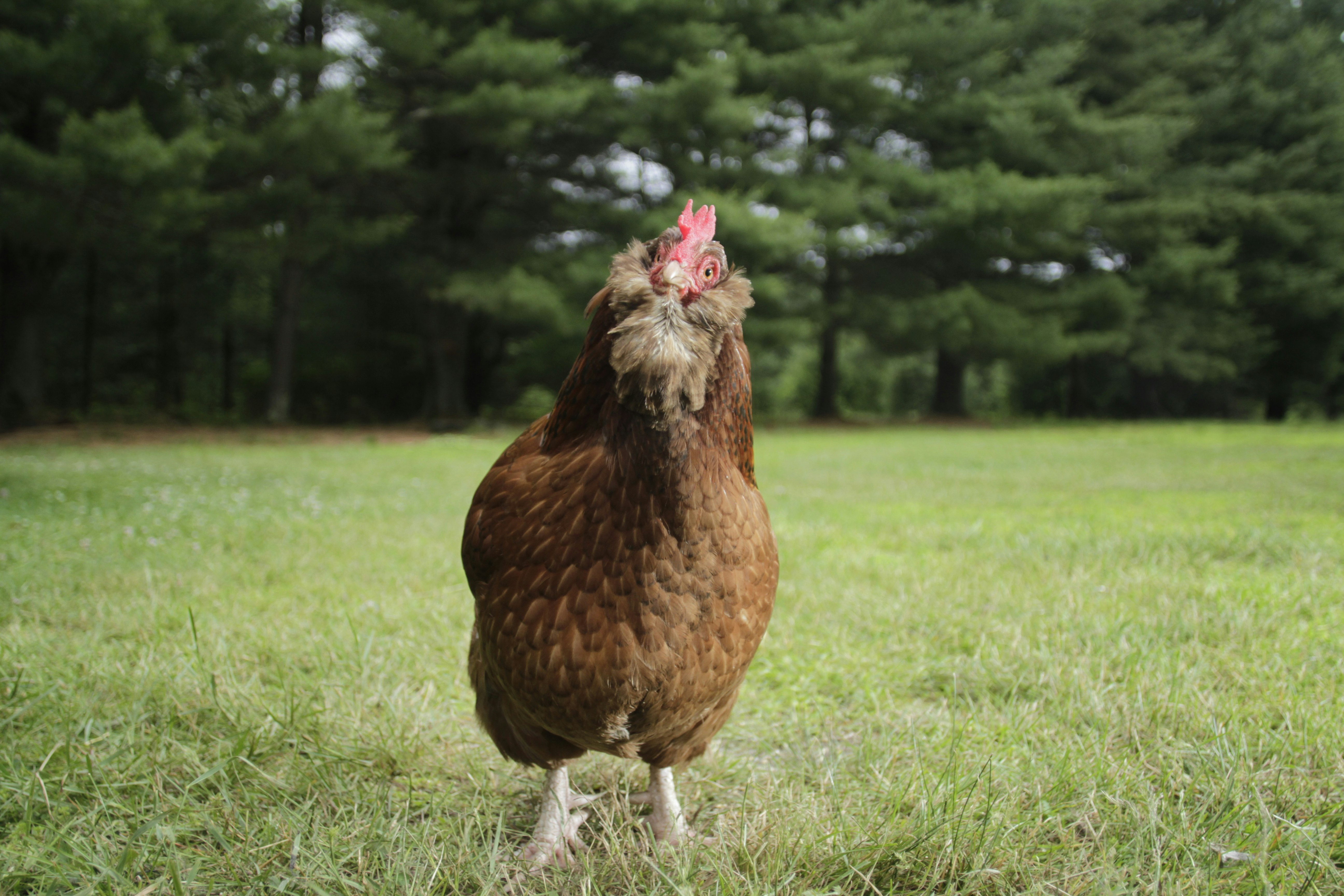 ภาพถ่ายไก่ media 4