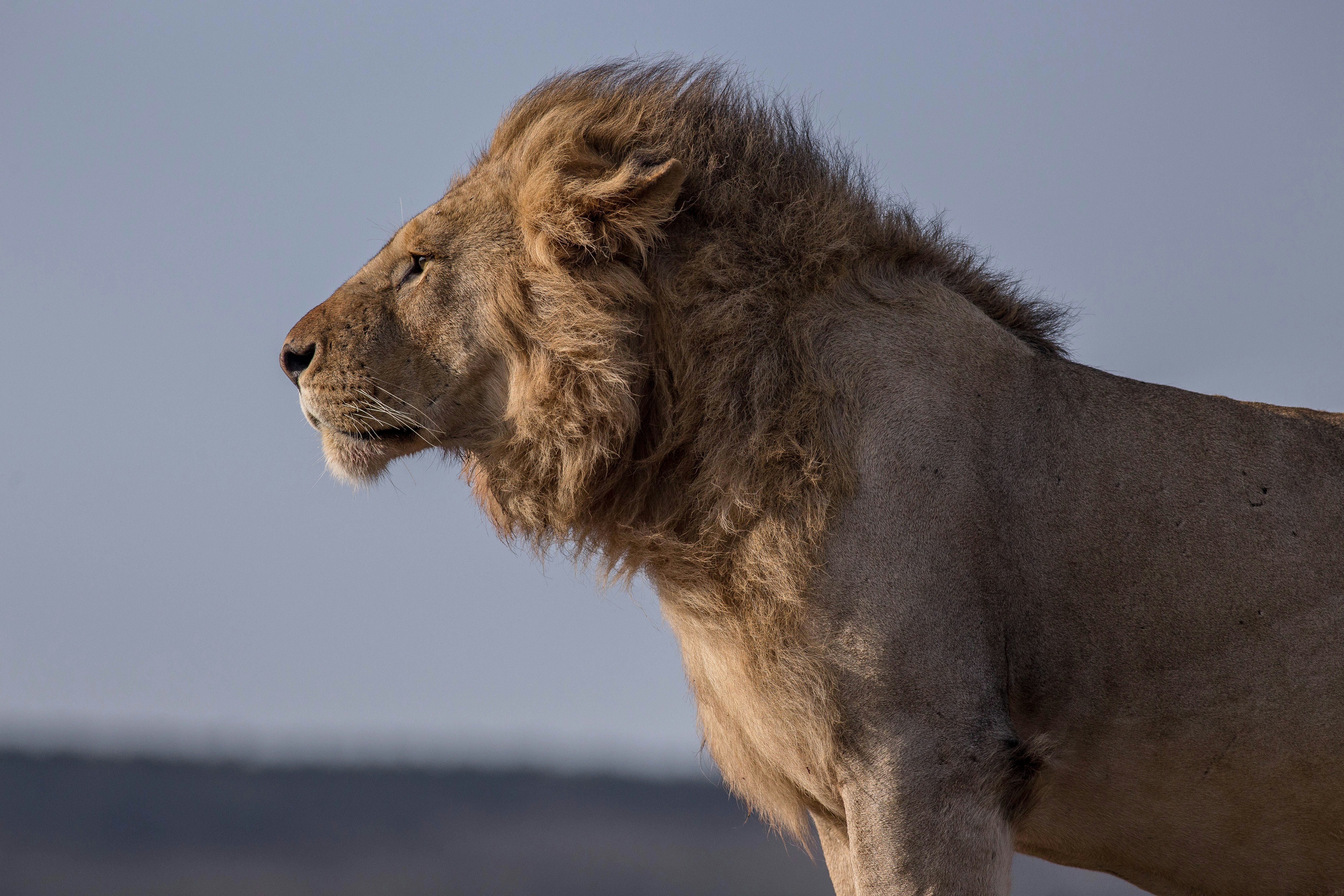 Kenya Bush and Beach Safari Holiday gallery image