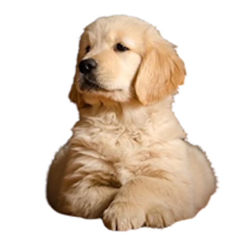 Premium Pet House screenshot 2