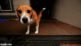 Dogshare