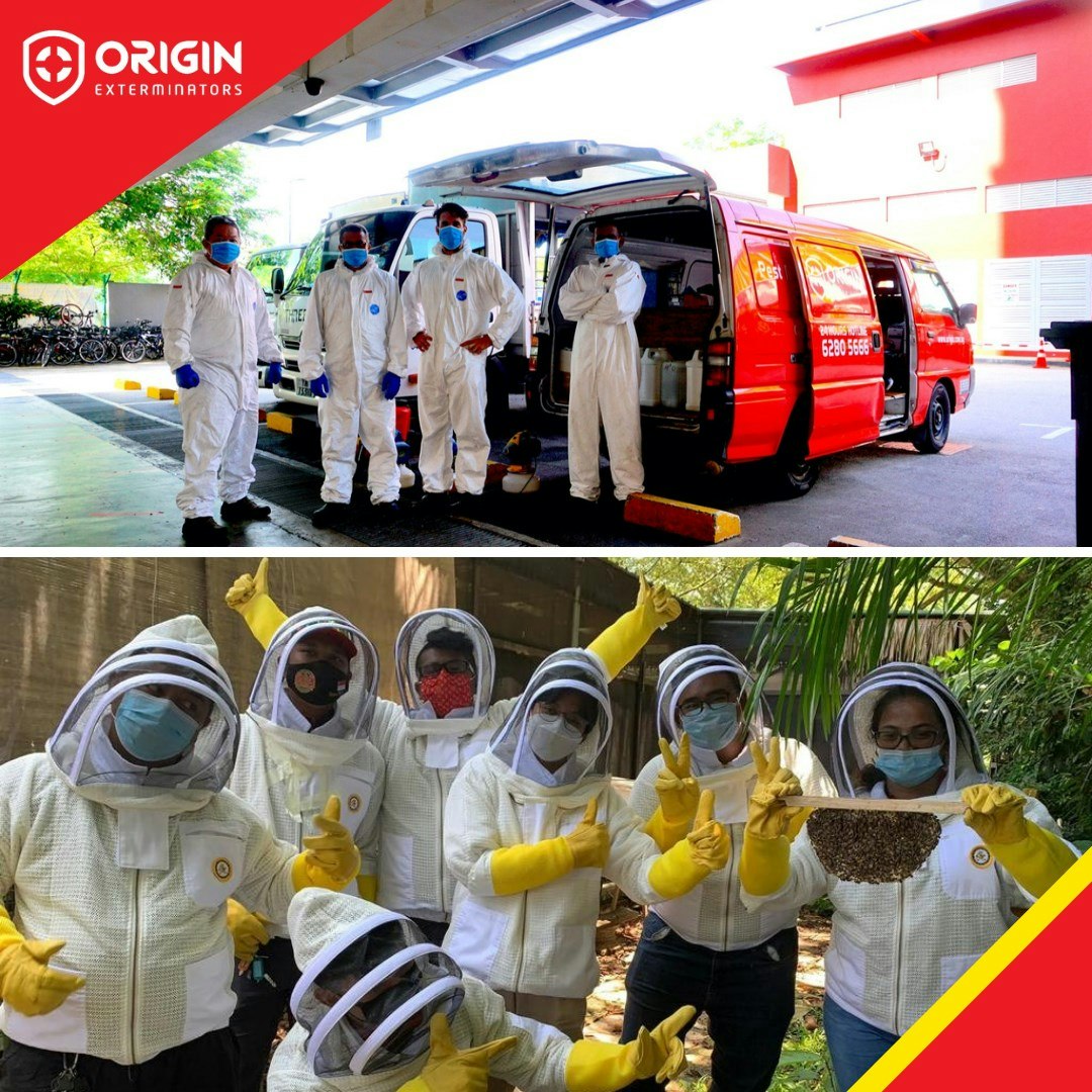 Pest Control Services Singapore gallery image