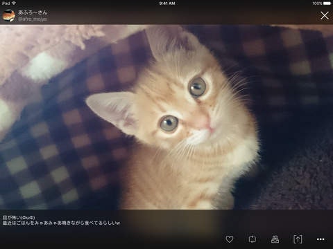 Finch for Twitter gallery image