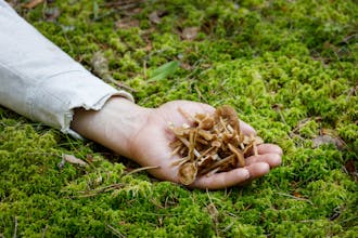 Buy psychedelics online gallery image