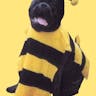 Bee Dogs