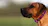 Pet Pace