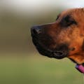 Pet Pace