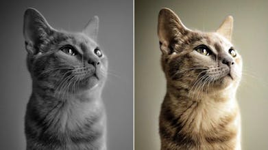 Colorize Digital gallery image