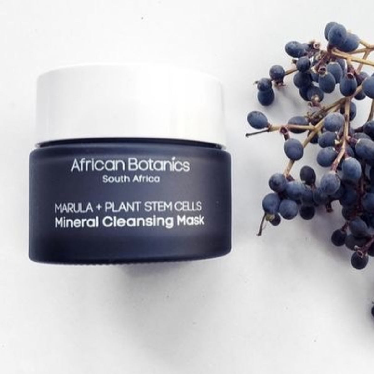 P L A N T A E gallery image