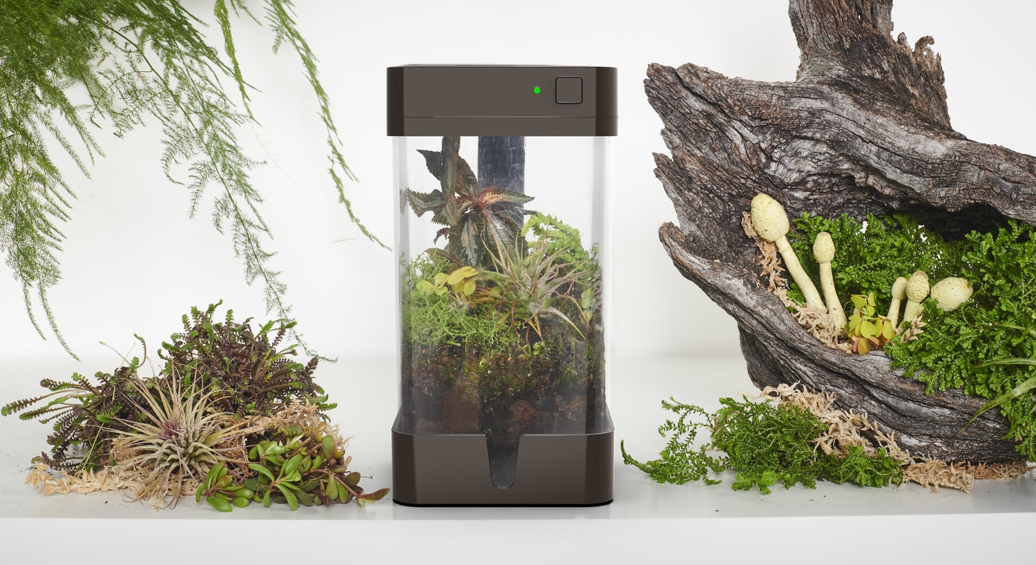 OrchidBox Smart Mini Terrarium 🌱 gallery image