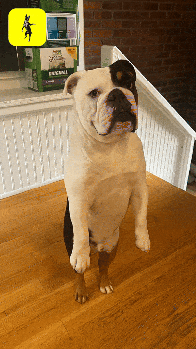 Dancing Dogs app - Turn dog pics into dancing dog videos via AI (hover icon 🤣) media 8