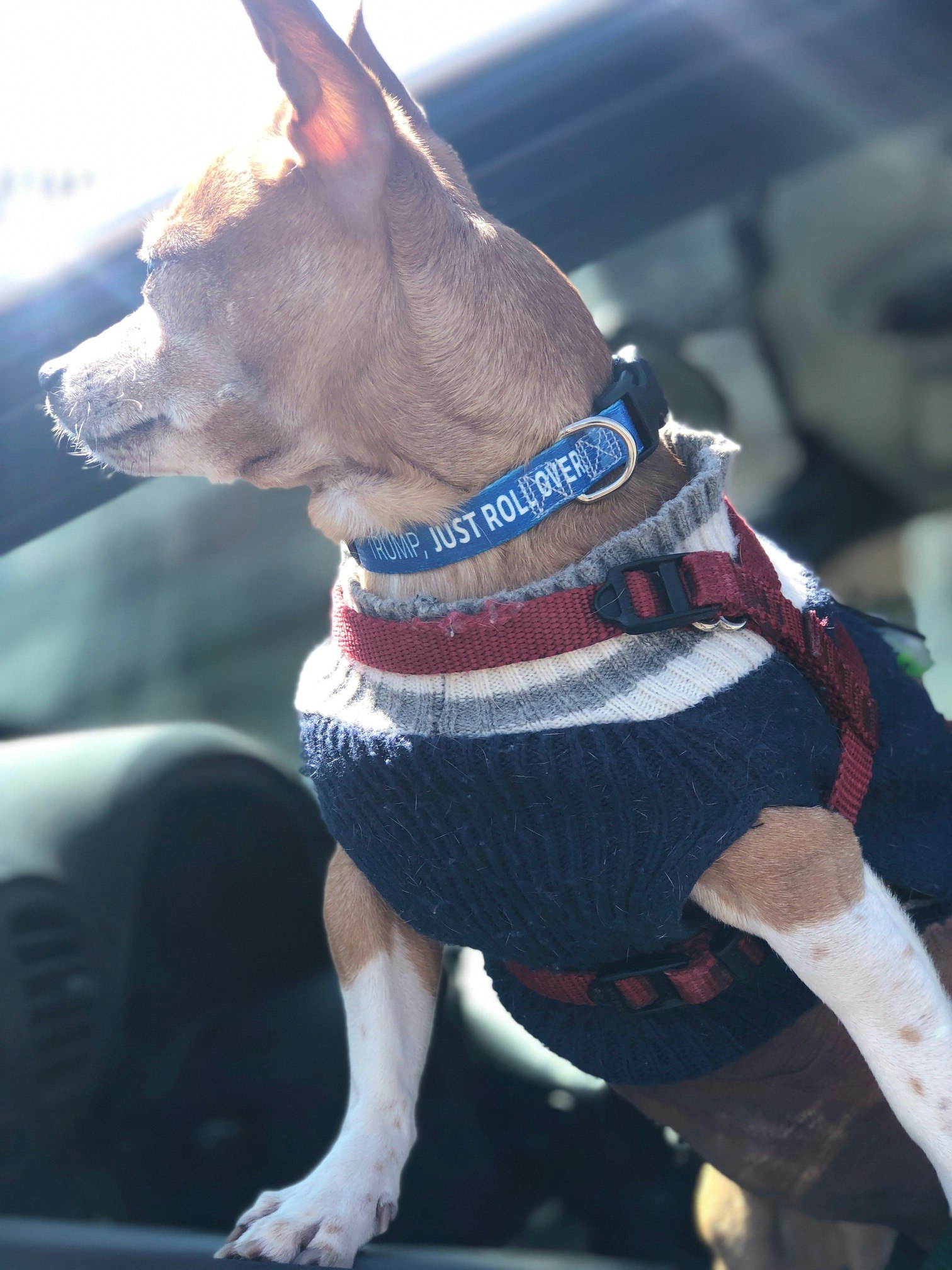 No Treat For Trump gallery image