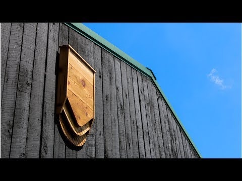 BatBnB gallery image